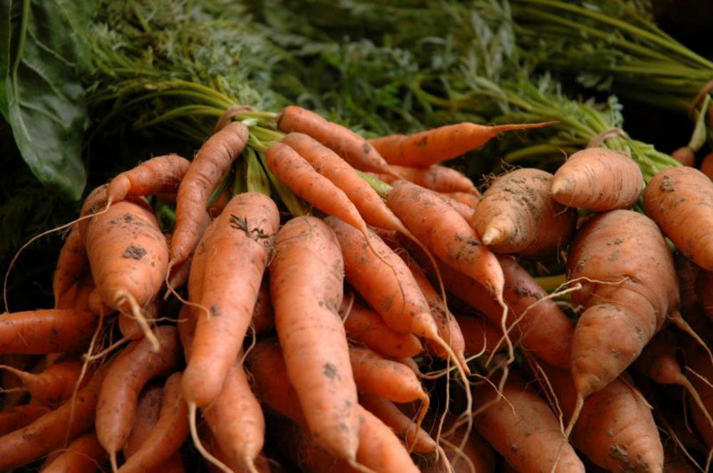 Bunches of delicious organic new carrots from Real Foods